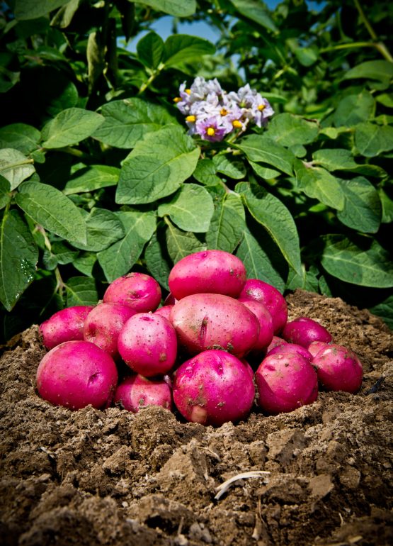 A closeup shot of red freshly picked potatoes in a field in Idaho